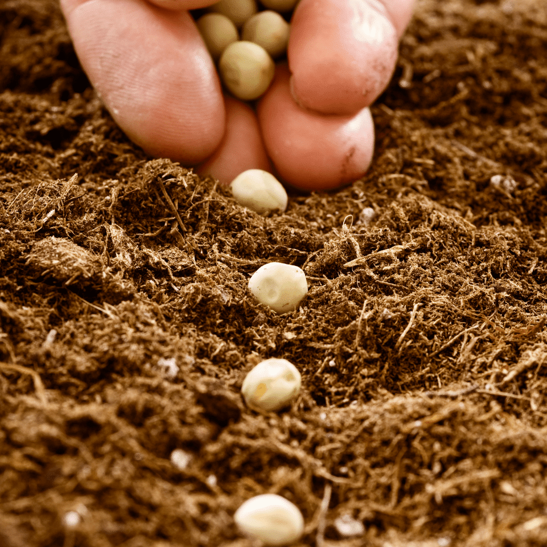 Premier Seed Nursery of 2023