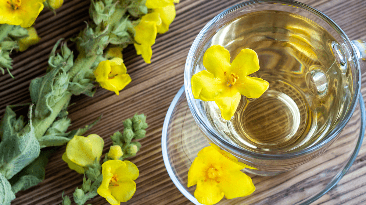 Mullein Leaf Availible at Herbalistic Wellness