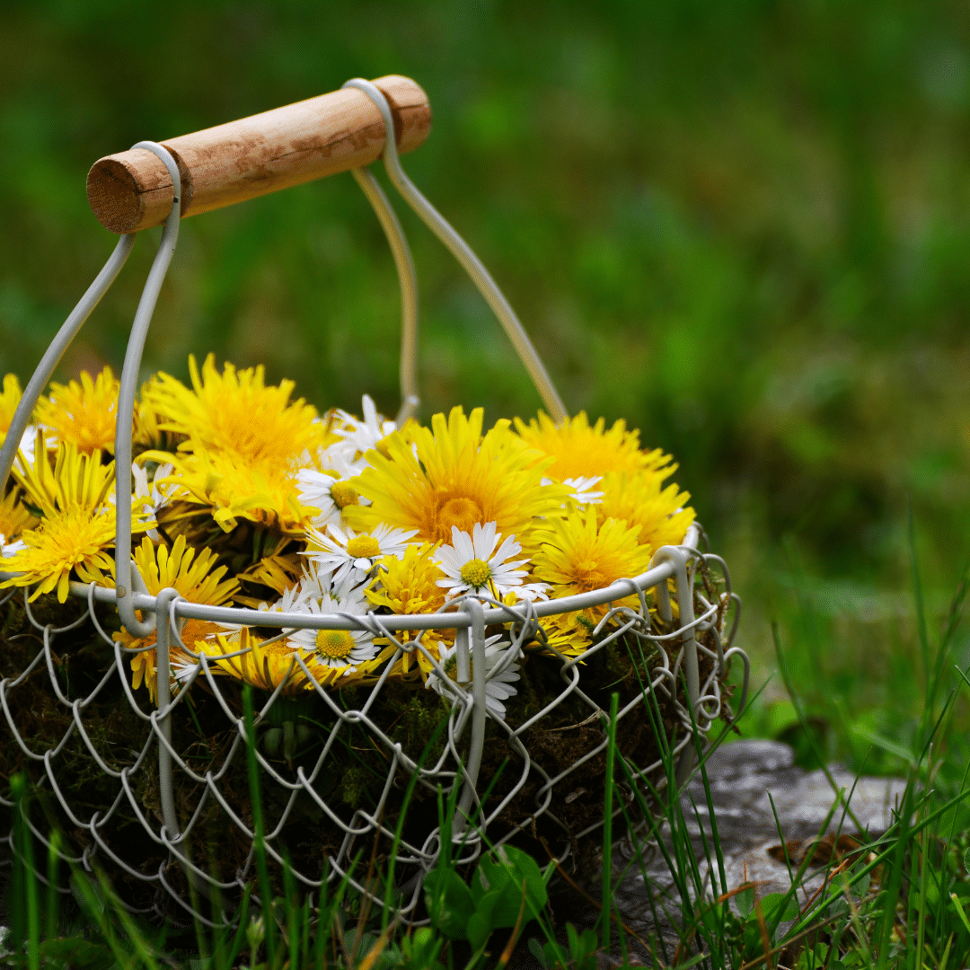 Dandelion